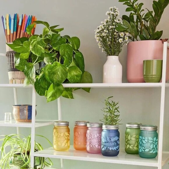 Modern Sprout 'Lavender' Pink Pint Mason Jar Grow Kit - Picture 4 of 5